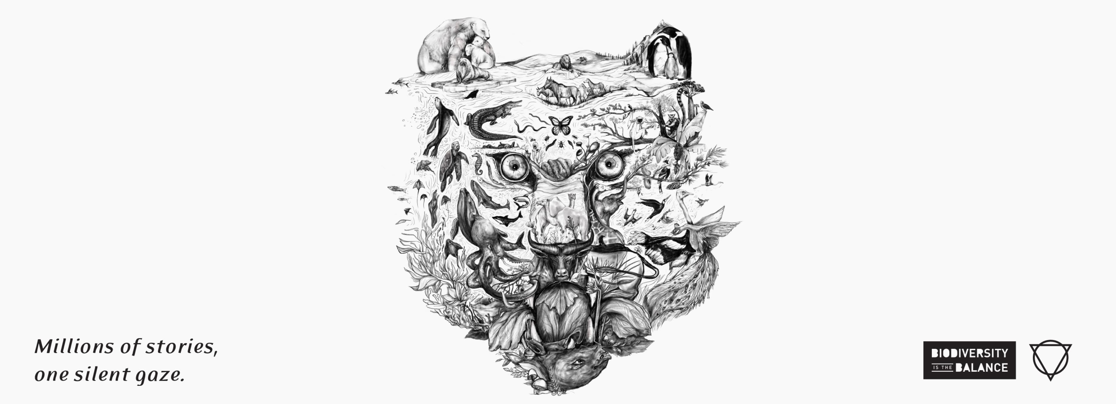 The eye belongs to the tiger